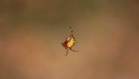 Çin Kültür Merkezi