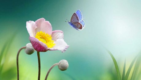 Çin Kültür Merkezi