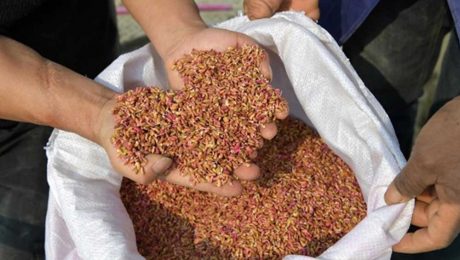 Çin Kültür Merkezi