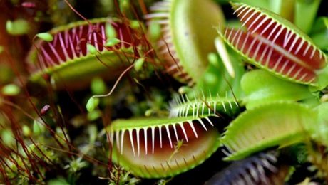 Çin Kültür Merkezi