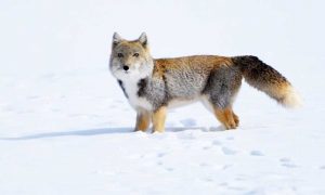 Çin Kültür Merkezi