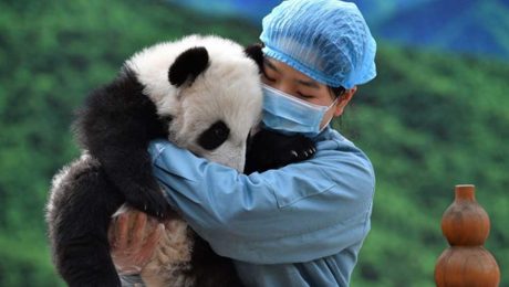 Çin Kültür Merkezi