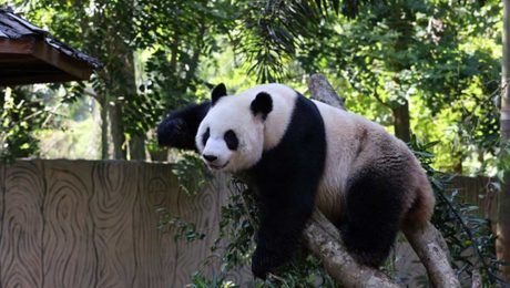 Çin Kültür Merkezi