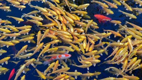 Çin Kültür Merkezi