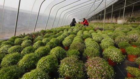 Çin Kültür Merkezi