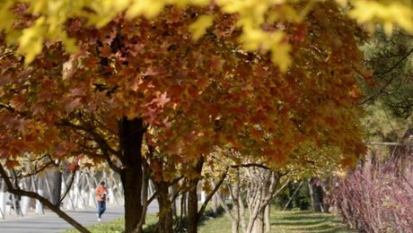 Çin Kültür Merkezi