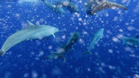 Çin Kültür Merkezi