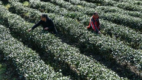 Çin Kültür Merkezi