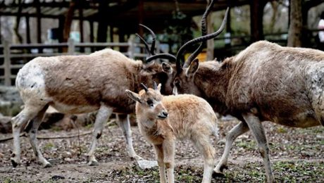 Çin Kültür Merkezi