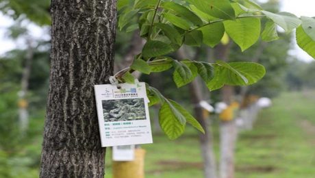 Çin Kültür Merkezi