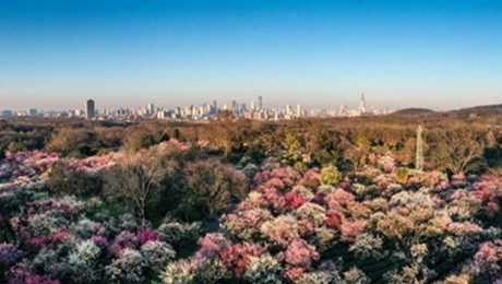 Çin Kültür Merkezi