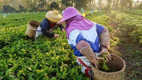 Çin Kültür Merkezi