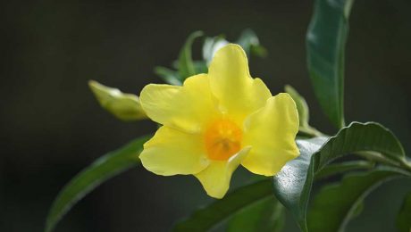 Çin Kültür Merkezi