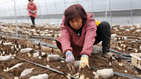 Çin Kültür Merkezi