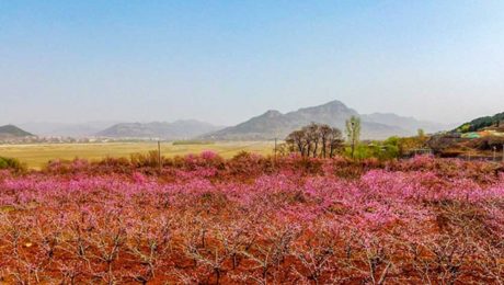 Çin Kültür Merkezi