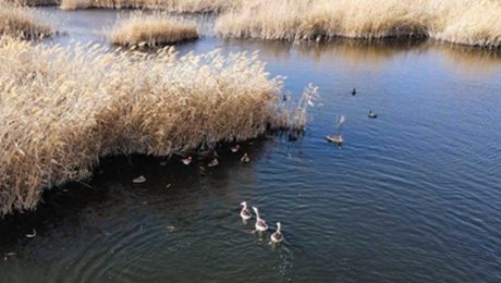 Çin Kültür Merkezi