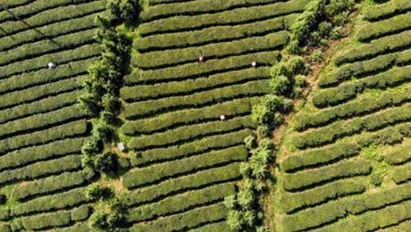 Çin Kültür Merkezi