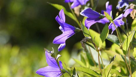 Çin Kültür Merkezi