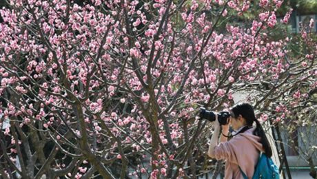 Çin Kültür Merkezi
