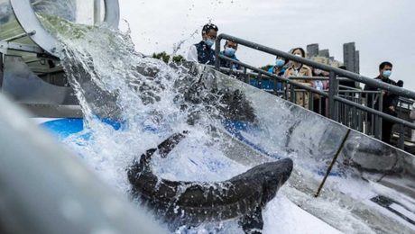 Çin Kültür Merkezi