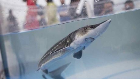 Çin Kültür Merkezi