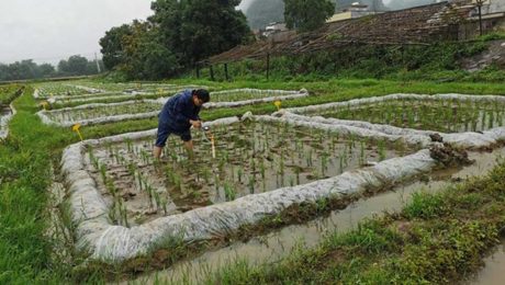 Çin Kültür Merkezi