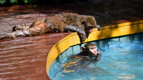 Çin Kültür Merkezi