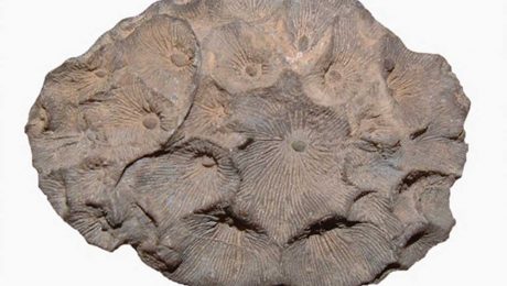 Çin Kültür Merkezi