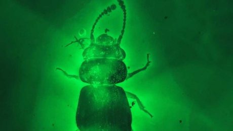 Çin Kültür Merkezi