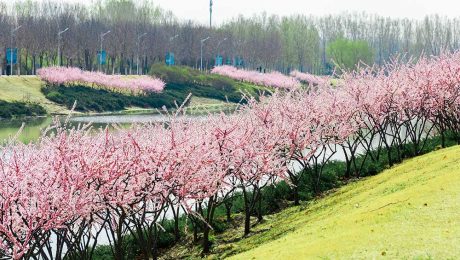 Çin Kültür Merkezi