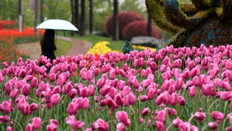 Çin Kültür Merkezi