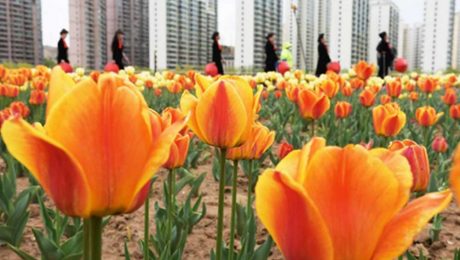 Çin Kültür Merkezi