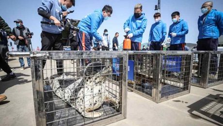 Çin Kültür Merkezi