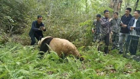 Çin Kültür Merkezi