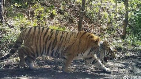 Çin Kültür Merkezi