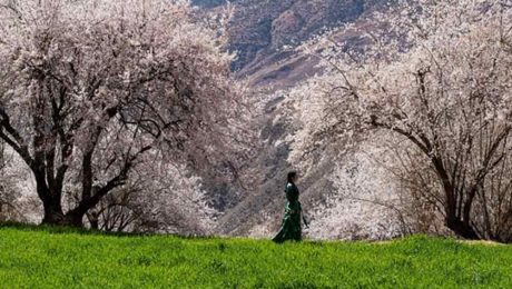Çin Kültür Merkezi