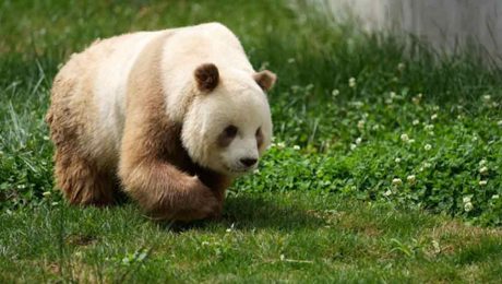 Çin Kültür Merkezi