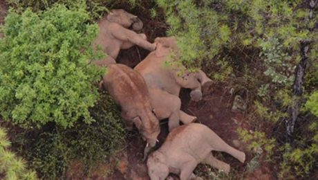 Çin Kültür Merkezi