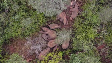 Çin Kültür Merkezi