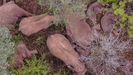 Çin Kültür Merkezi