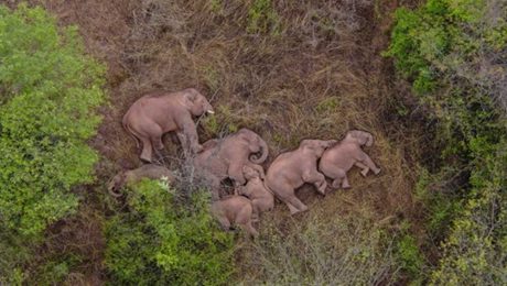 Çin Kültür Merkezi