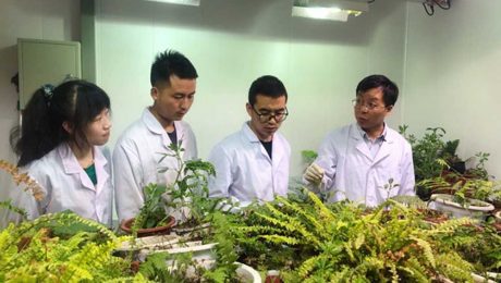 Çin Kültür Merkezi