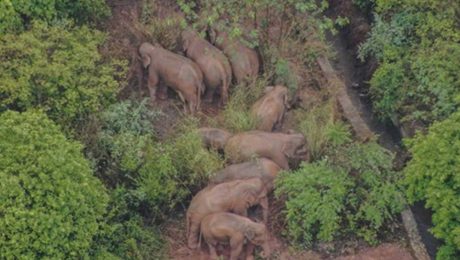 Çin Kültür Merkezi