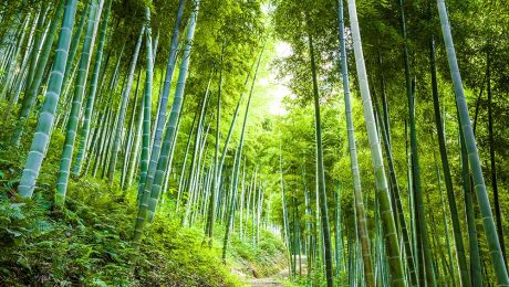 Çin Kültür Merkezi