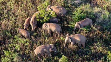 Çin Kültür Merkezi