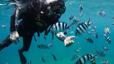 Çin Kültür Merkezi