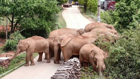 Çin Kültür Merkezi