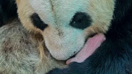 Çin Kültür Merkezi