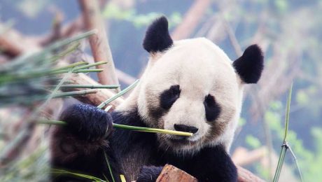 Çin Kültür Merkezi