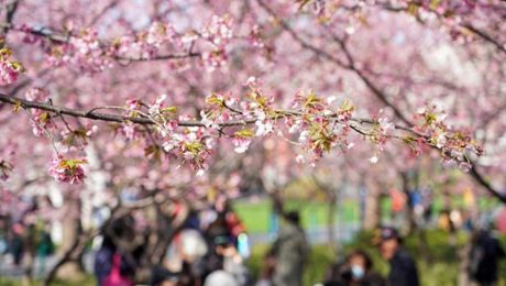 Çin Kültür Merkezi